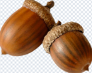 acorn_png