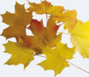 tobacco_png